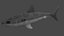 Fully Rigged shark