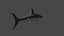 Fully Rigged shark
