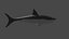 Fully Rigged shark