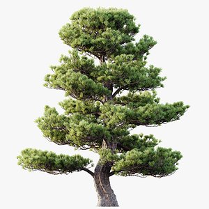 AV Plants Pinus Bonsai Sylvestris Pine Parviflora Scotch Contorta