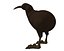 Kiwi Bird