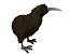 Kiwi Bird