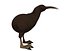 Kiwi Bird