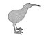 Kiwi Bird