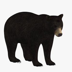 3D Black Bear model