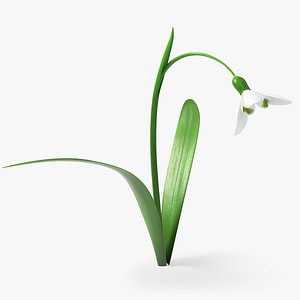 3D realistic snowdrop flower