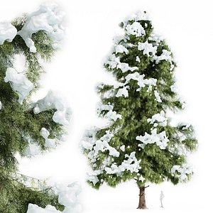 Alaska Cedar Winter 3D