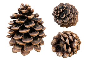 Realistic pine cone photoscan - multiple resolutions