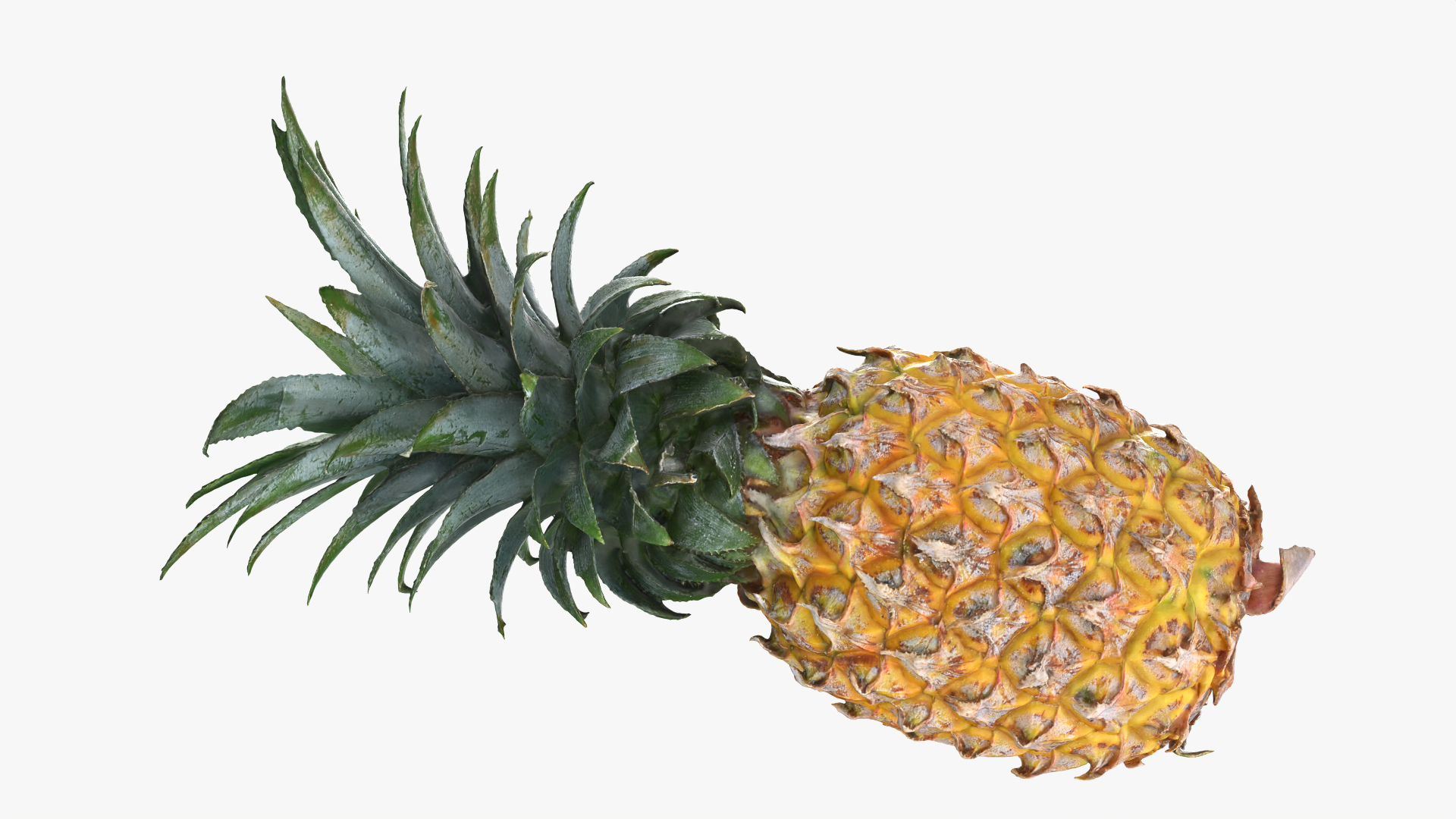 Pineapple model https://p.turbosquid.com/ts-thumb/3q/6JYliP/8M/pineapple/png/1761788972/1920x1080/turn_fit_q99/8b9d17ea5a9c15bf7b97c767da6cfac8f63fc0bb/pineapple-1.jpg