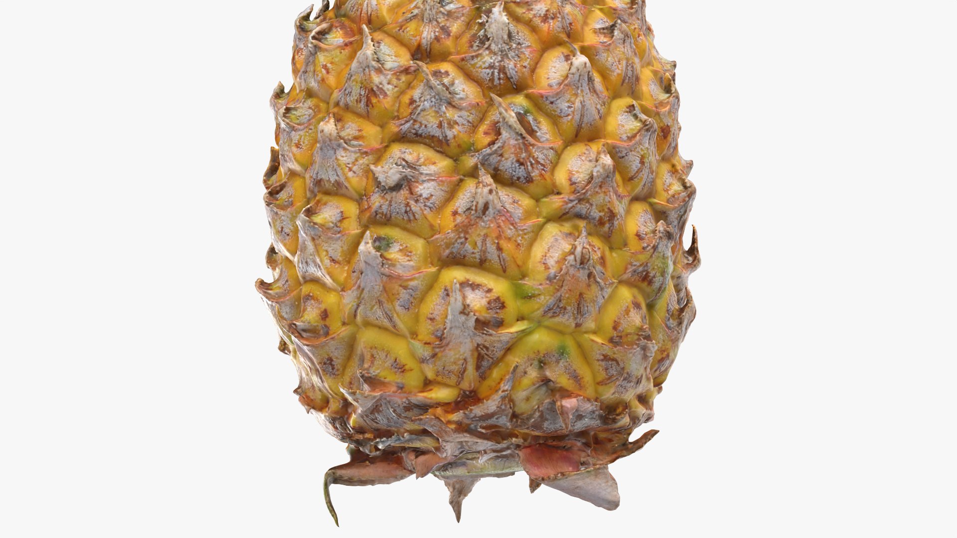 Pineapple model https://p.turbosquid.com/ts-thumb/3q/6JYliP/Fk/pineapple_0006/png/1760768654/1920x1080/fit_q87/586973b119803063c8c2cf529bc40f7ffcd9e784/pineapple_0006.jpg
