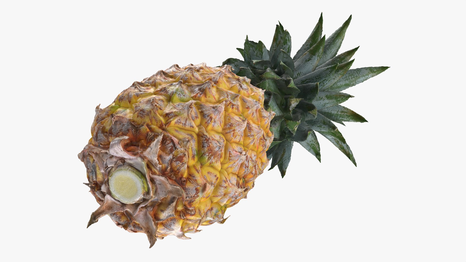 Pineapple model https://p.turbosquid.com/ts-thumb/3q/6JYliP/Jp/pineapple_0004/png/1760768648/1920x1080/fit_q87/529624694287c4e5c509d3d42c30a756acb82c9c/pineapple_0004.jpg