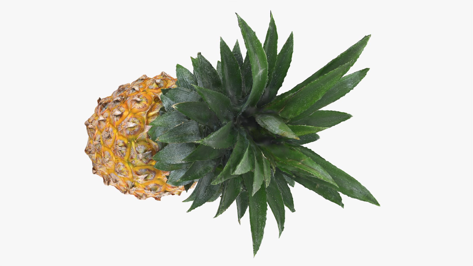 Pineapple model https://p.turbosquid.com/ts-thumb/3q/6JYliP/U4/pineapple_0012/png/1760768667/1920x1080/fit_q87/8ced95e7da2a8465f82fbf9e9c324959a3d88af0/pineapple_0012.jpg
