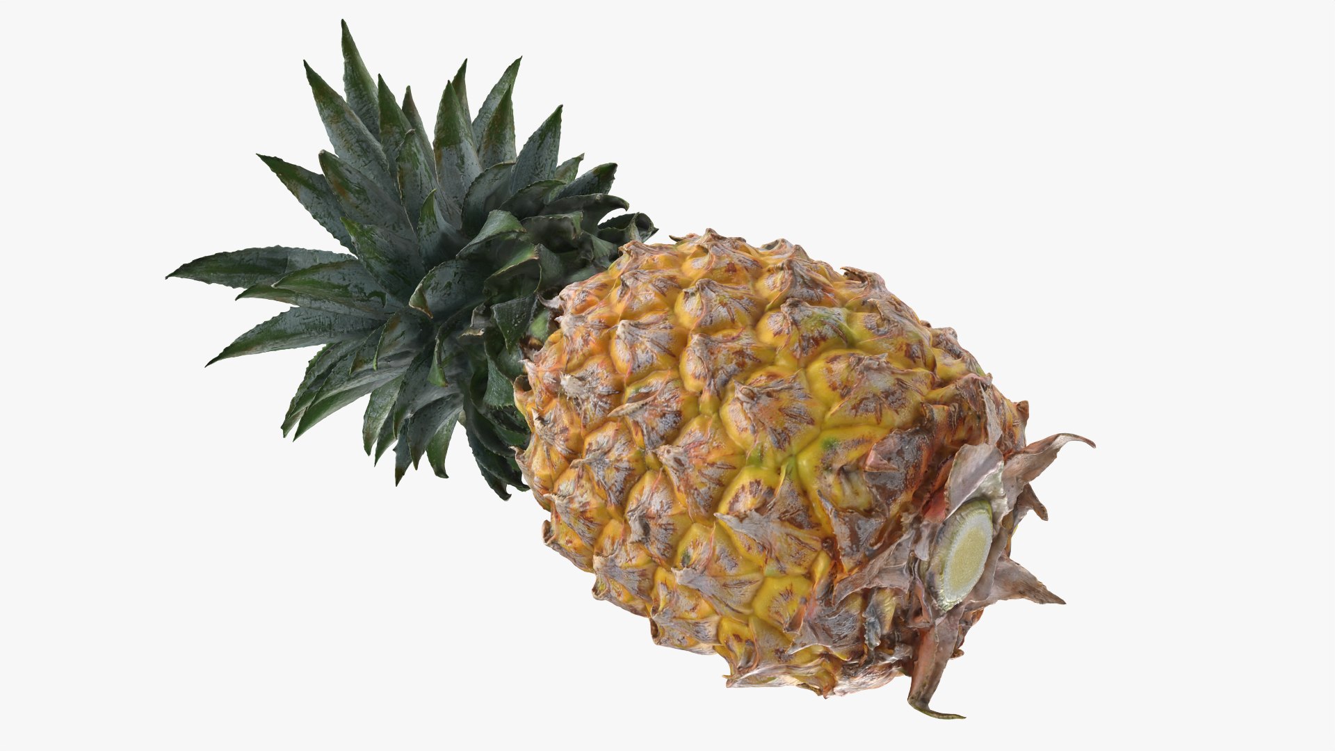 Pineapple model https://p.turbosquid.com/ts-thumb/3q/6JYliP/UT/pineapple_0011/png/1760768670/1920x1080/fit_q87/ffd51f680bcada5d1b20960f24ab294a199edc33/pineapple_0011.jpg