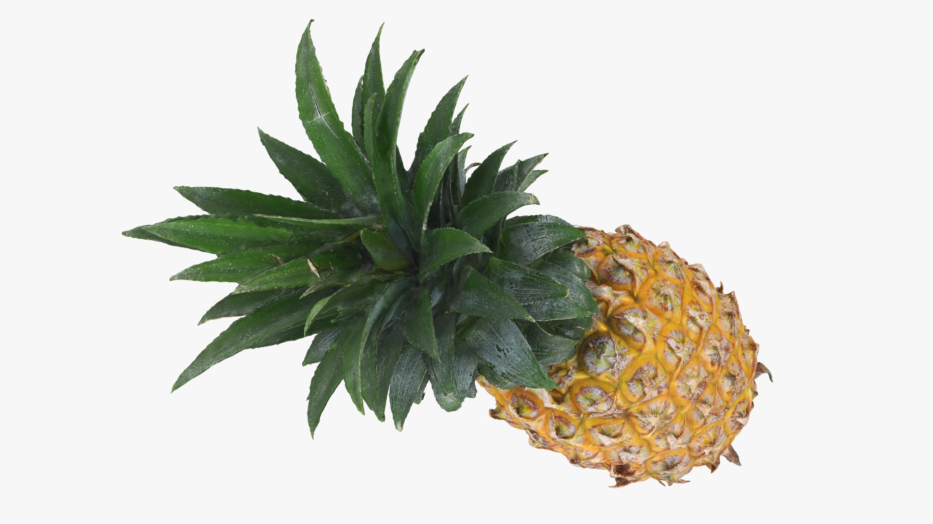 Pineapple model https://p.turbosquid.com/ts-thumb/3q/6JYliP/Um/pineapple_0005/png/1760768651/1920x1080/fit_q87/c3bd99bdf7f8720c331eb2bacf6c5c64fc93314b/pineapple_0005.jpg
