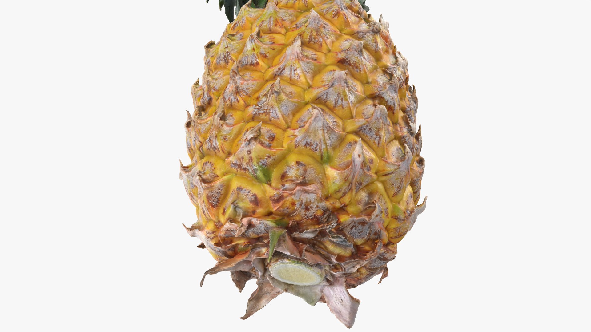 Pineapple model https://p.turbosquid.com/ts-thumb/3q/6JYliP/ZJ/pineapple_0010/png/1760768661/1920x1080/fit_q87/ec06595fc08157ce137d193f6c4a6997e81c4be3/pineapple_0010.jpg
