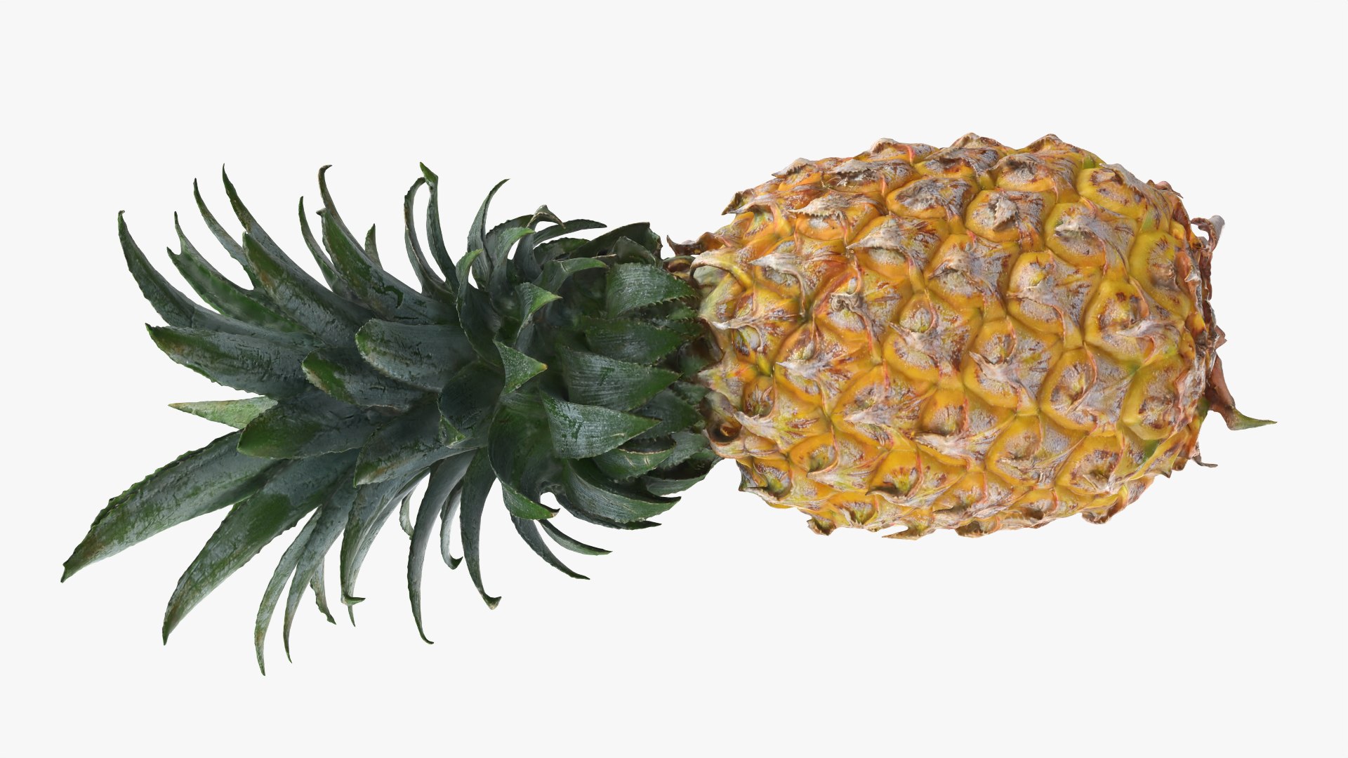 Pineapple model https://p.turbosquid.com/ts-thumb/3q/6JYliP/hk/pineapple_0009/png/1760768661/1920x1080/fit_q87/332da3238164117c1b82dbc2b159656fe60196f1/pineapple_0009.jpg