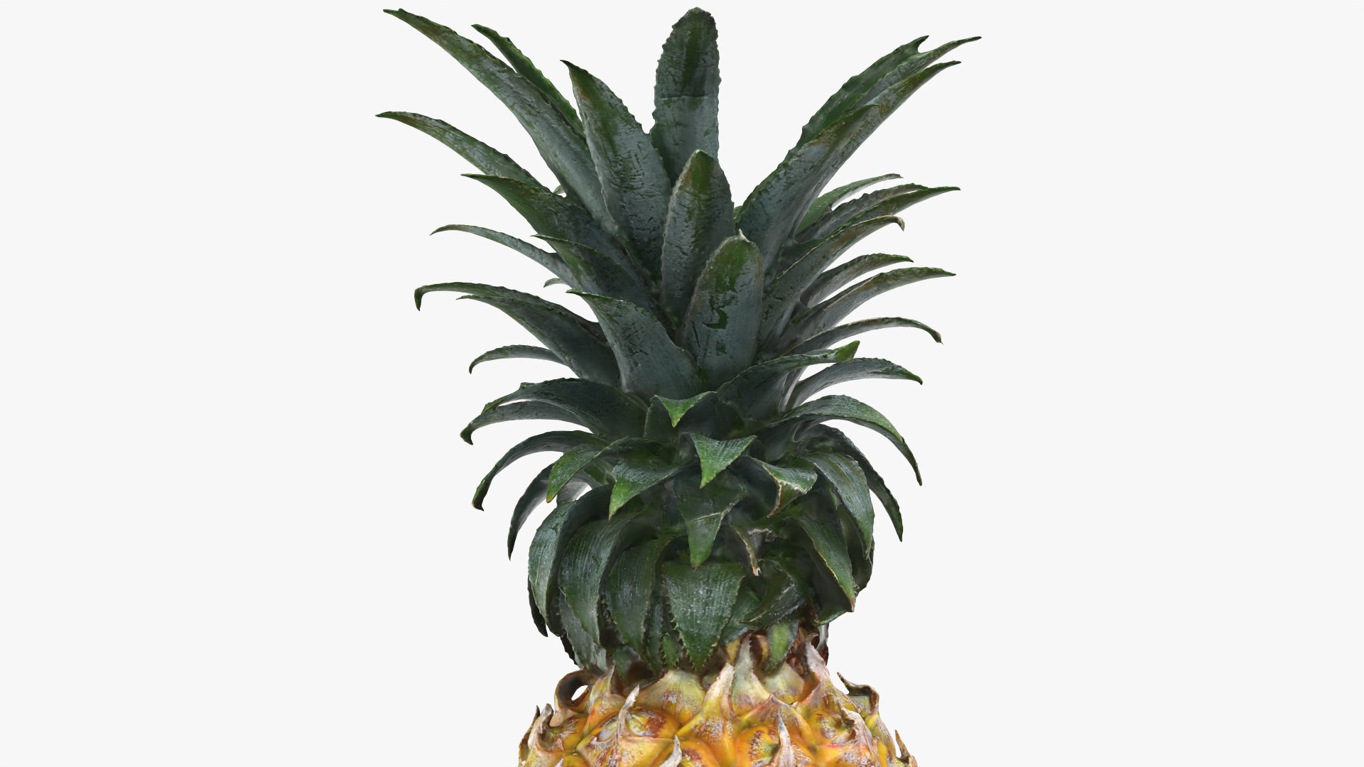 Pineapple model https://p.turbosquid.com/ts-thumb/3q/6JYliP/ls/pineapple_0007/png/1760768653/1920x1080/fit_q87/b85cf7fac1e2abedb24c5591682dcdde1fd5b867/pineapple_0007.jpg