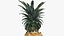 Piña