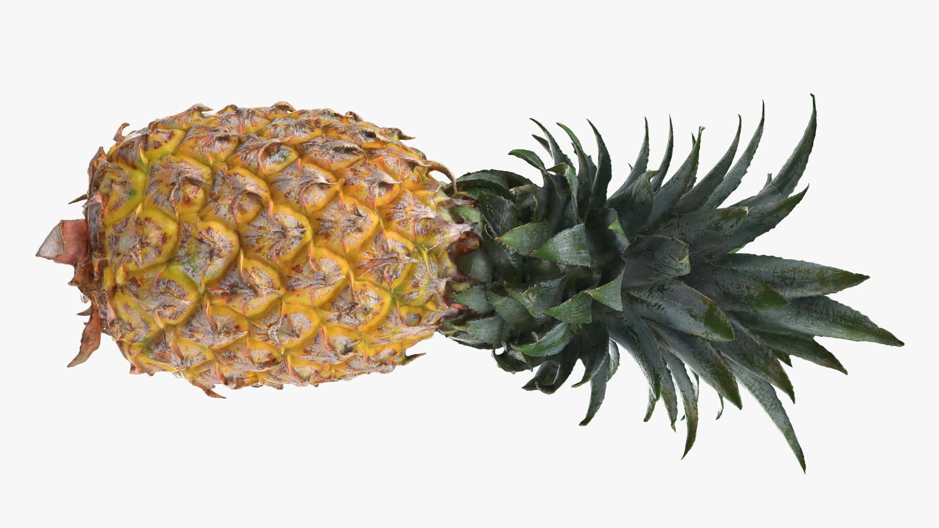 Pineapple model https://p.turbosquid.com/ts-thumb/3q/6JYliP/tm/pineapple_0008/png/1760768670/1920x1080/fit_q87/f71dbb7d517e6781201638ec7f21b42ac0771272/pineapple_0008.jpg