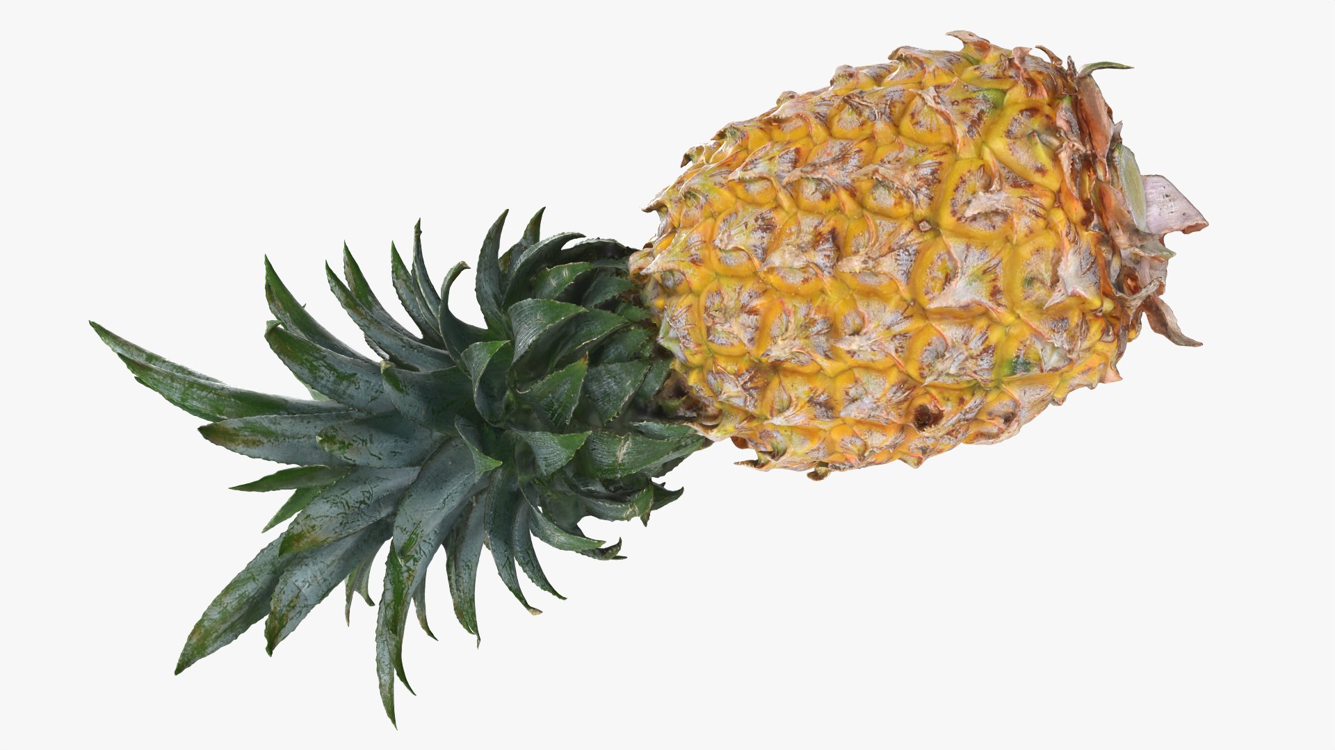 Pineapple model https://p.turbosquid.com/ts-thumb/3q/6JYliP/vR/pineapple_0002/png/1760768642/1920x1080/fit_q87/8844fbfa8da4f34e9f44eeec71ece3f8a34b0986/pineapple_0002.jpg
