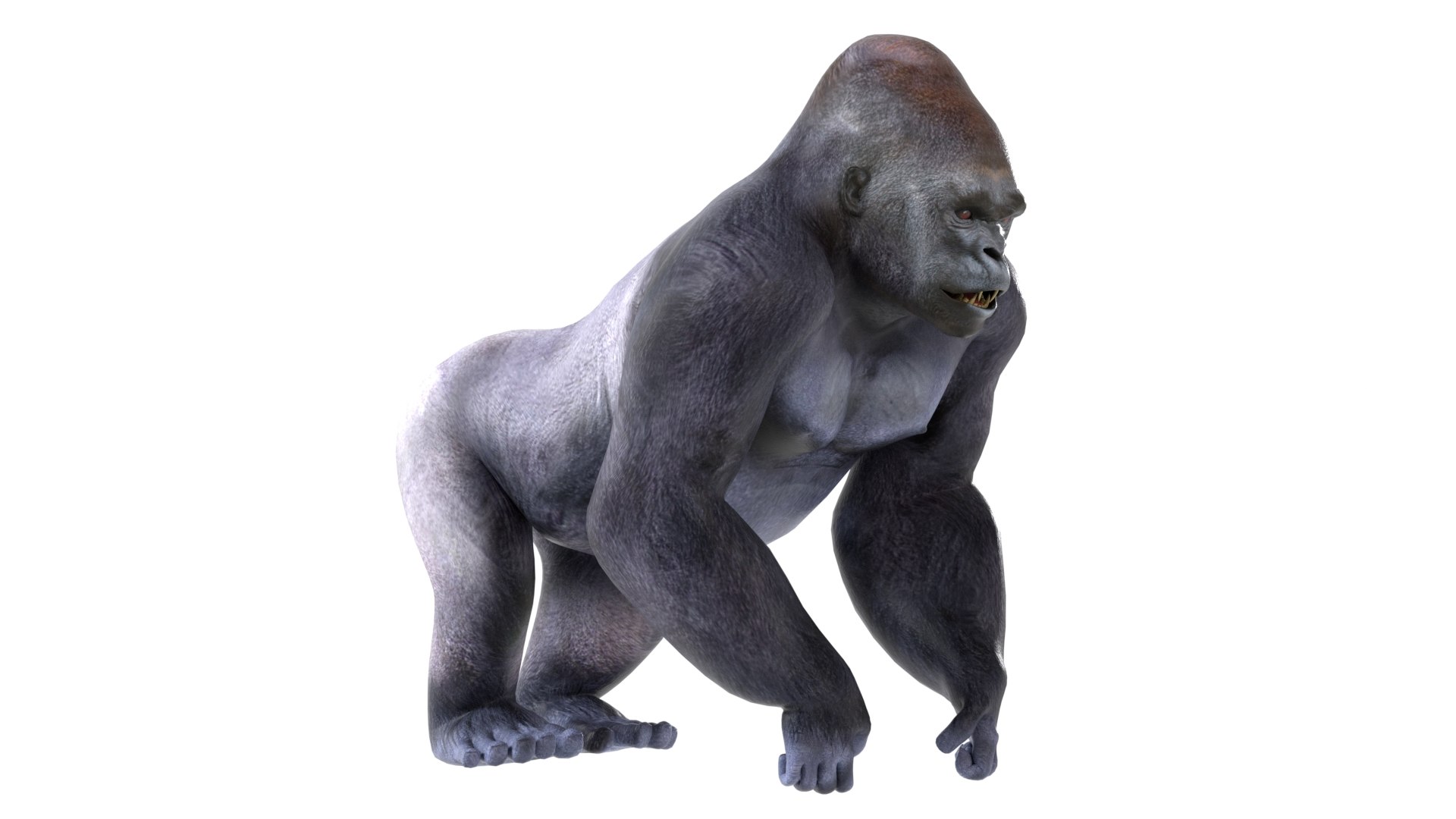 Gorilla 3D model https://p.turbosquid.com/ts-thumb/3q/Ejoe7u/Pb/2/jpg/1785210839/1920x1080/fit_q87/d752dc712b8e16f34fb9d449326a80fca786e789/2.jpg