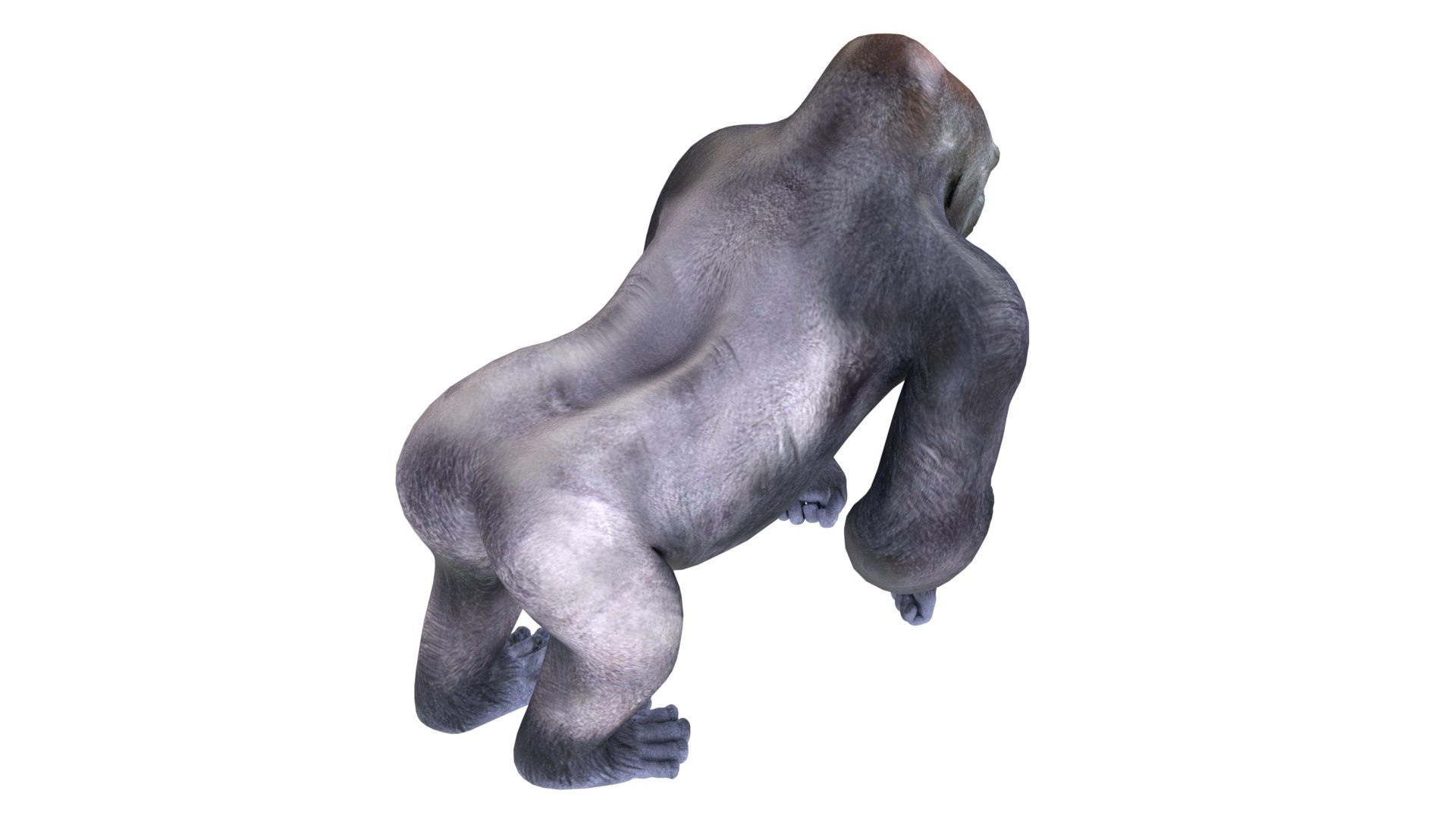 Gorilla 3D model https://p.turbosquid.com/ts-thumb/3q/Ejoe7u/h4/4/jpg/1785210849/1920x1080/fit_q87/d301fb959dcaf581dab0038309a51001d7106722/4.jpg
