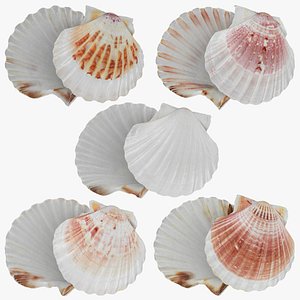 Clam Shell Pose 2 Collection 3D model