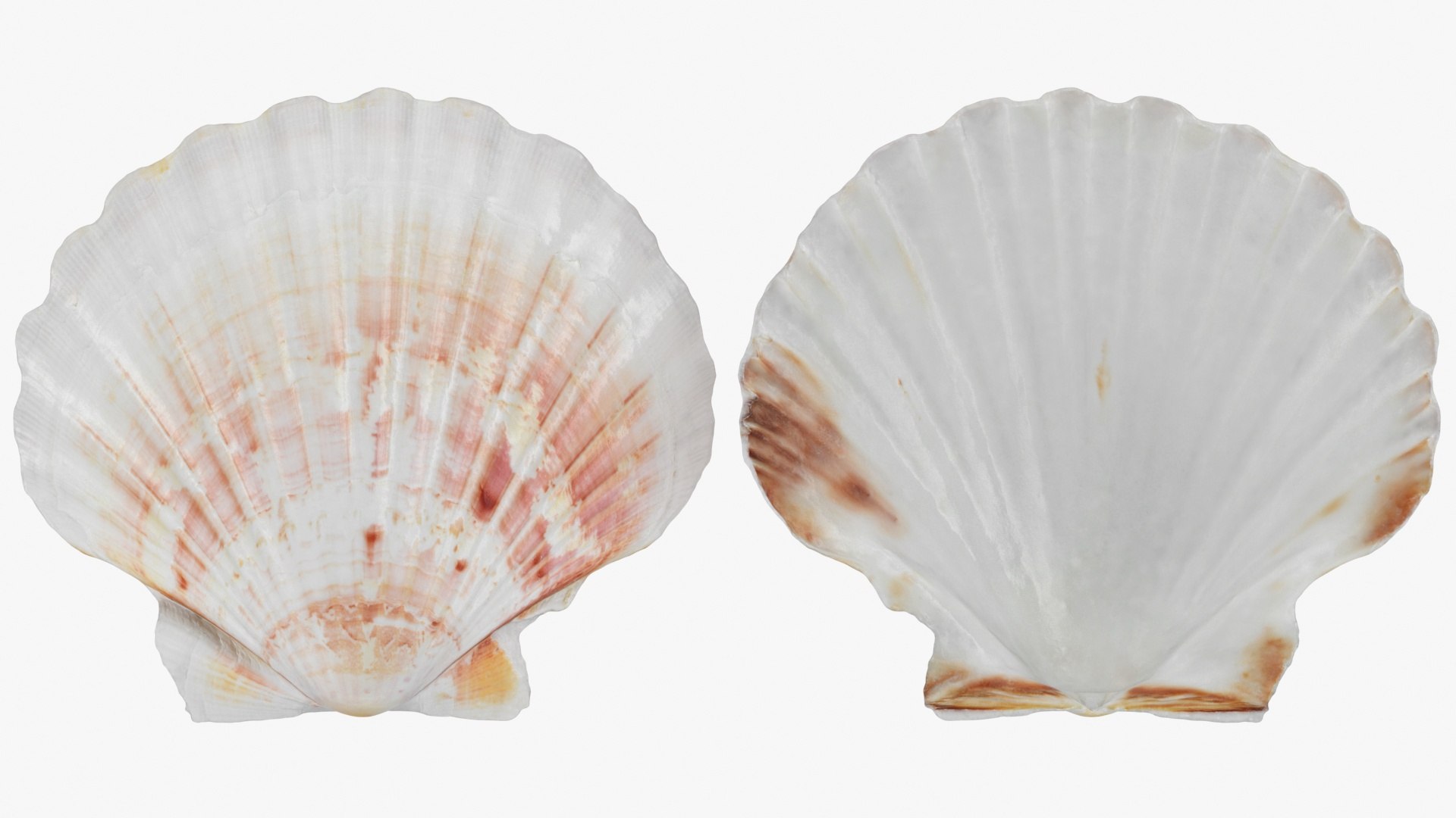 Clam Shell Pose 2 Collection 3D model https://p.turbosquid.com/ts-thumb/3q/JXxZcF/kt/clamshell04_a0002/jpg/1723304190/1920x1080/fit_q87/941dd74cca0312fd5f3f632aaea2102dffdc6f6b/clamshell04_a0002.jpg
