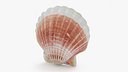 Clam Shell 05