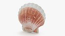 Clam Shell 05