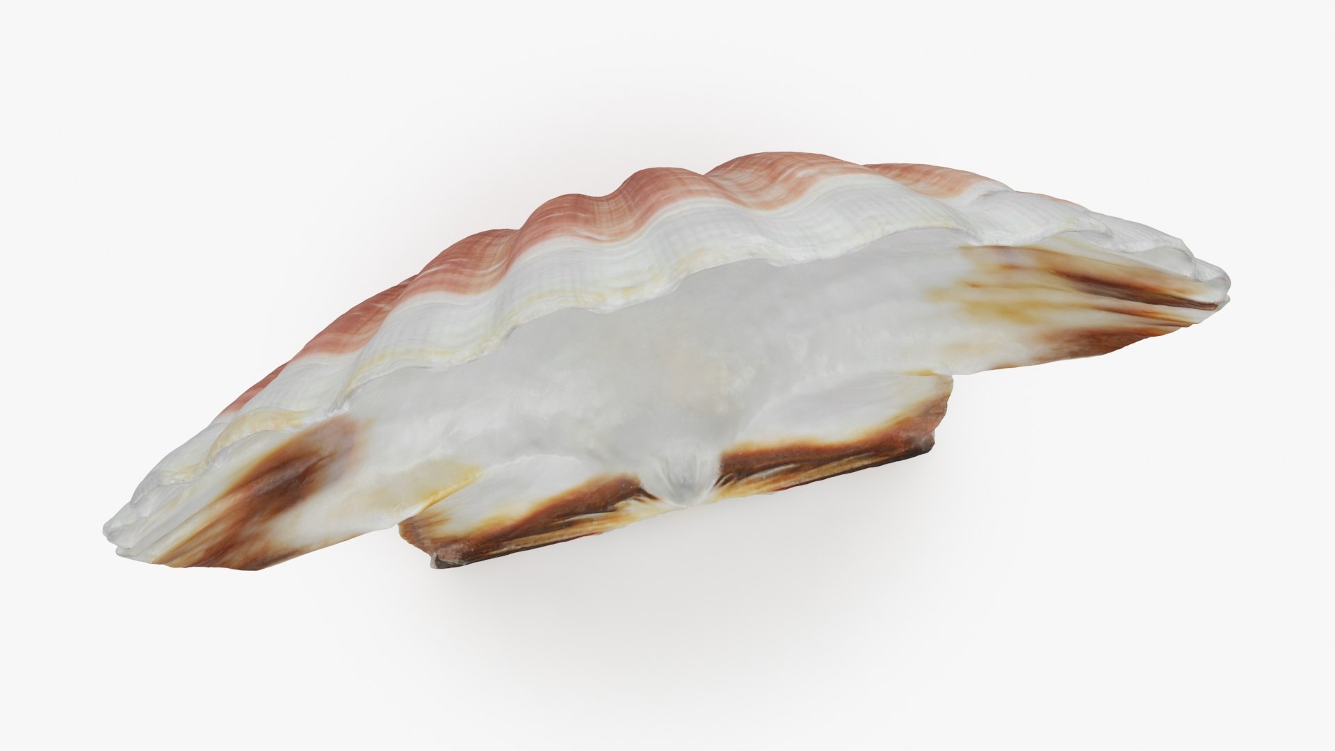 Clam Shell 05 3D Model - TurboSquid 2271431