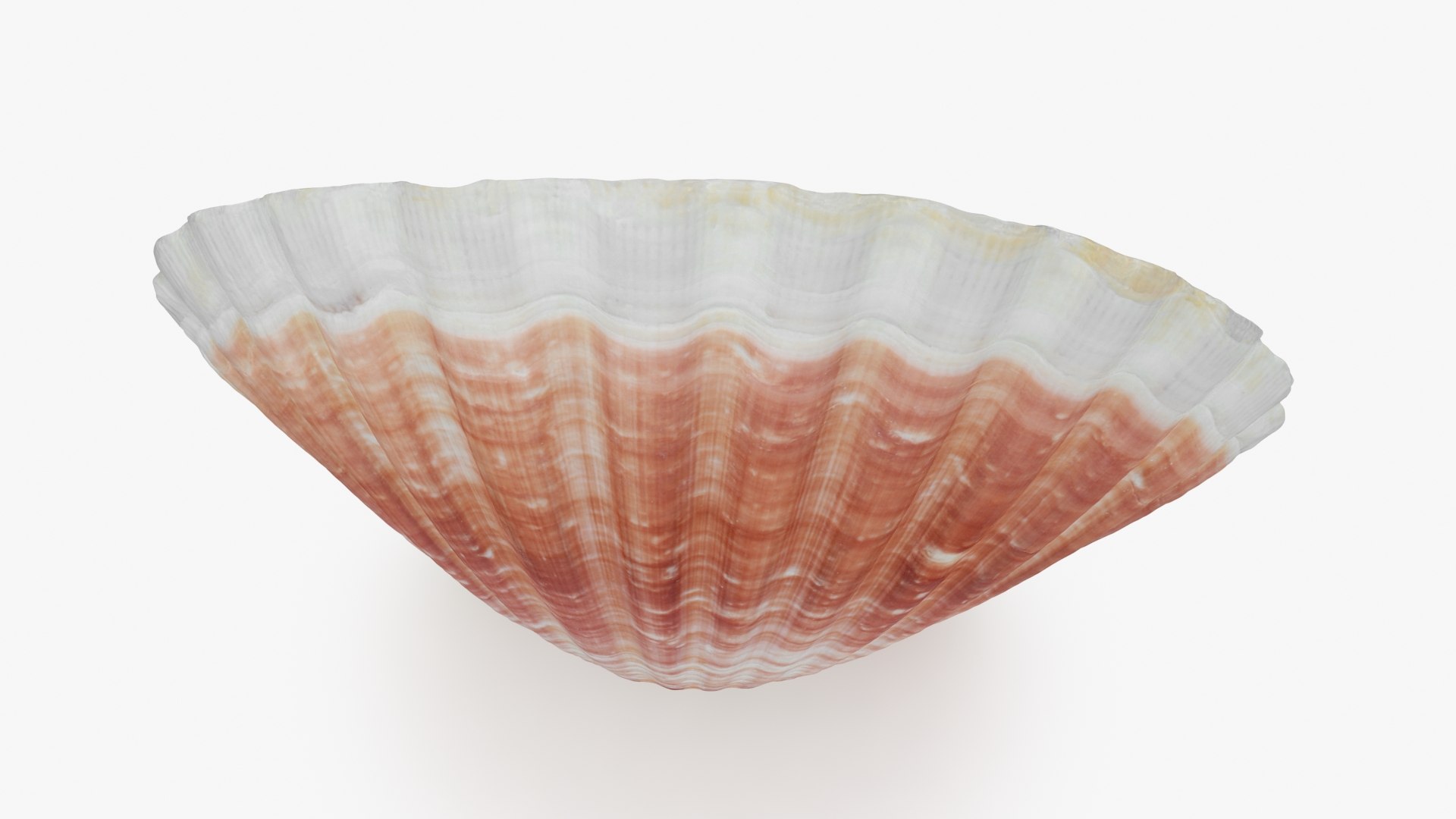 Clam Shell 05 3D Model - TurboSquid 2271431