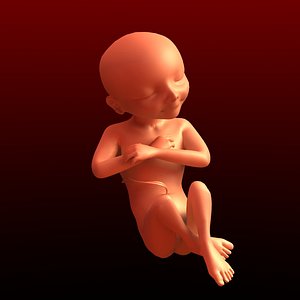 Fetus - Lightwave and Softimage XSI rigged anatomical model