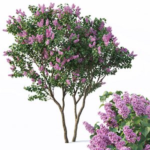 lilac tree syringa 3D