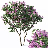 Lilac, Syringa vulgaris # 3 Tree