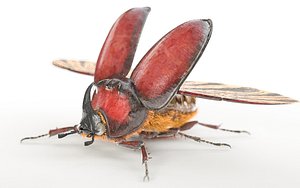 Rhinoceros Beetle Rigged