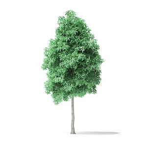 3D american basswood tree 6m