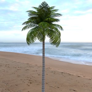 Palm Tree (Low Poly)