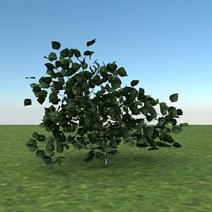 laos Bush 3D model