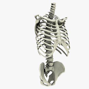 3D model rib cage spine pelvis