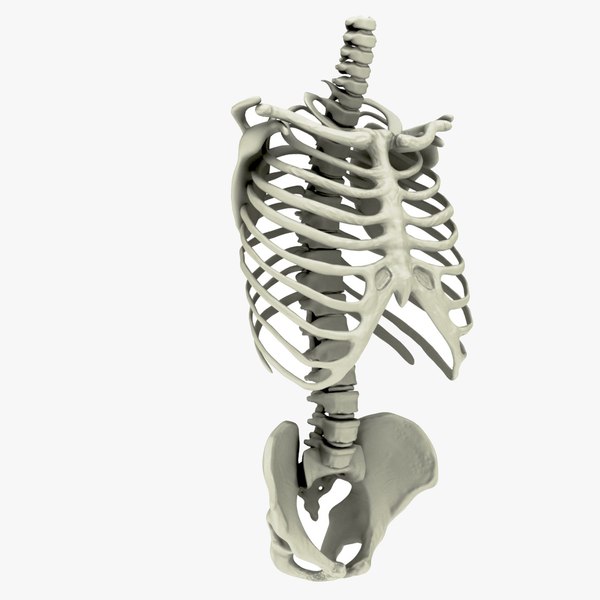 3D model rib cage spine pelvis - TurboSquid 1461266