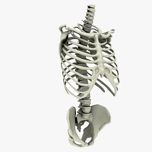 Rib cage Spine And Pelvis Bones