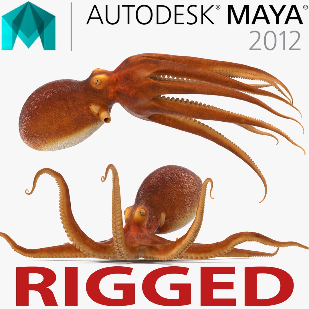 Common Octopus Rigged for Maya 3D model preview