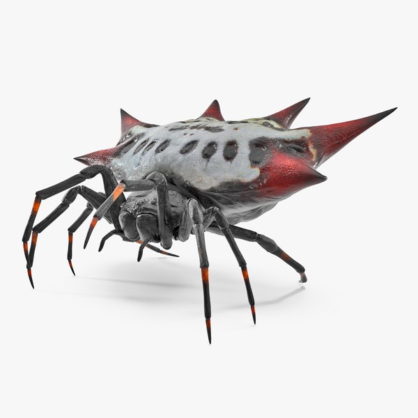 spinyorbweaverspiderriggedmb3dmodel000.j