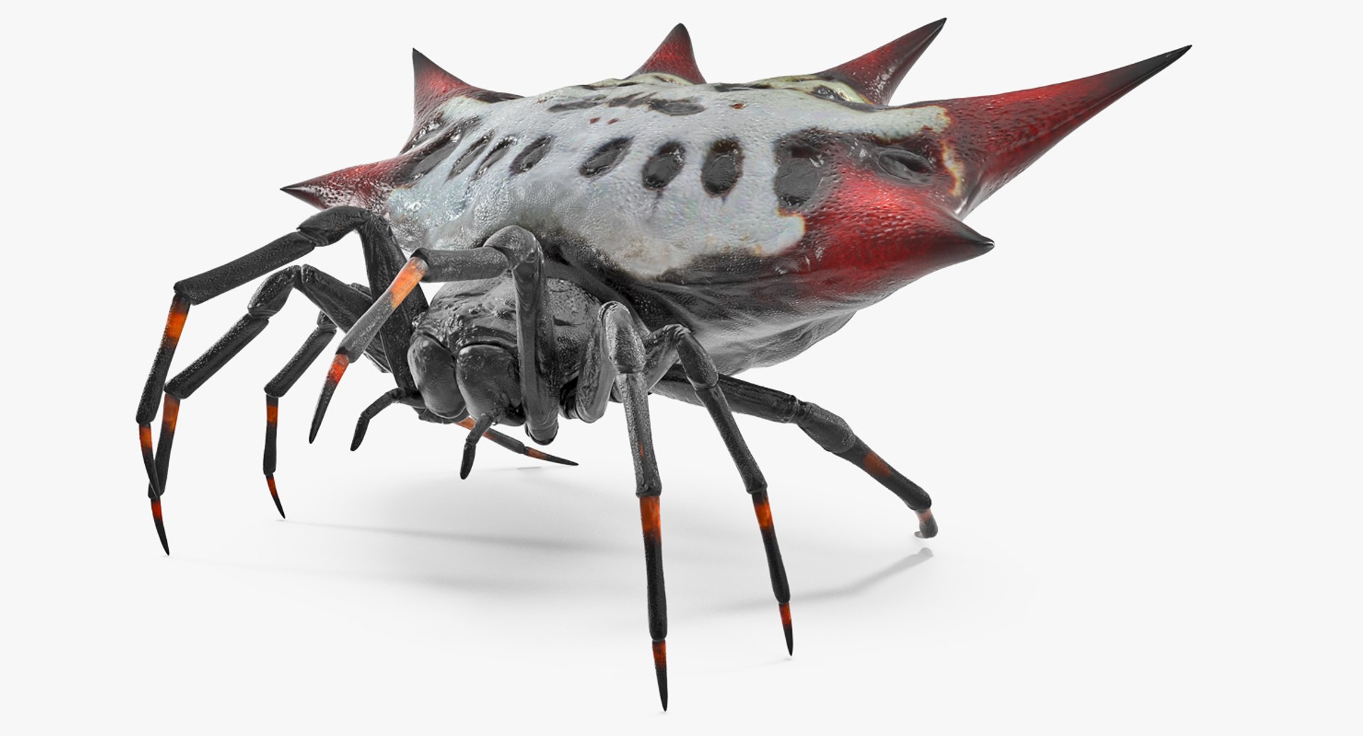 Spiny Orb Weaver Spider Rigged 3D Model 3D model preview