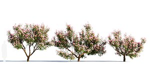 3D Michelia maudiae tree a model