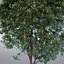 HI Realistic Series Tree - 019