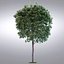 HI Realistic Series Tree - 019