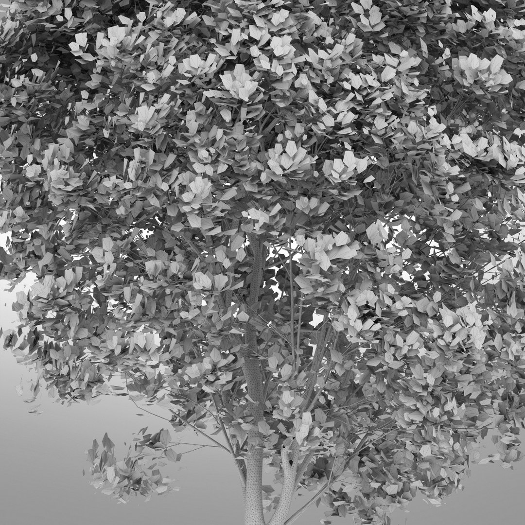 hi realistic series tree max https://p.turbosquid.com/ts-thumb/3q/l8BwMc/kvhQhfPj/tree19_edges/jpg/1345735829/1920x1080/fit_q87/3eb8d74cad341421729aecf78ac914455dac44b7/tree19_edges.jpg