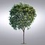 HI Realistic Series Tree - 019